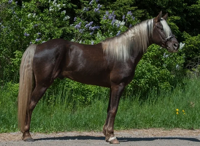 Horse conformation shot of purebred Rocky Mountain Horse standing sideways view of full body of horse showing good conformation