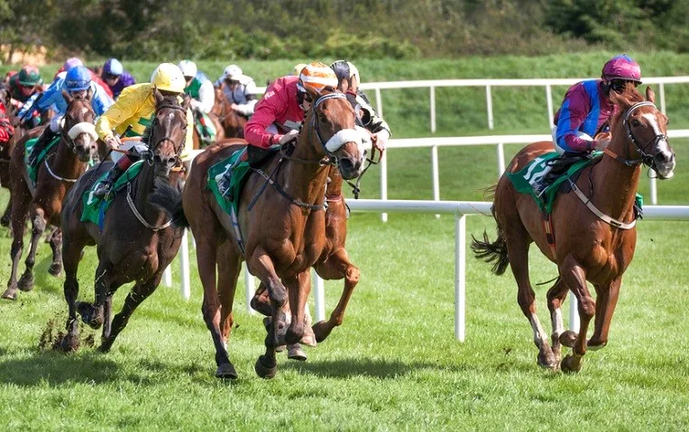 Several horses and jockeys during a grass surface horse race