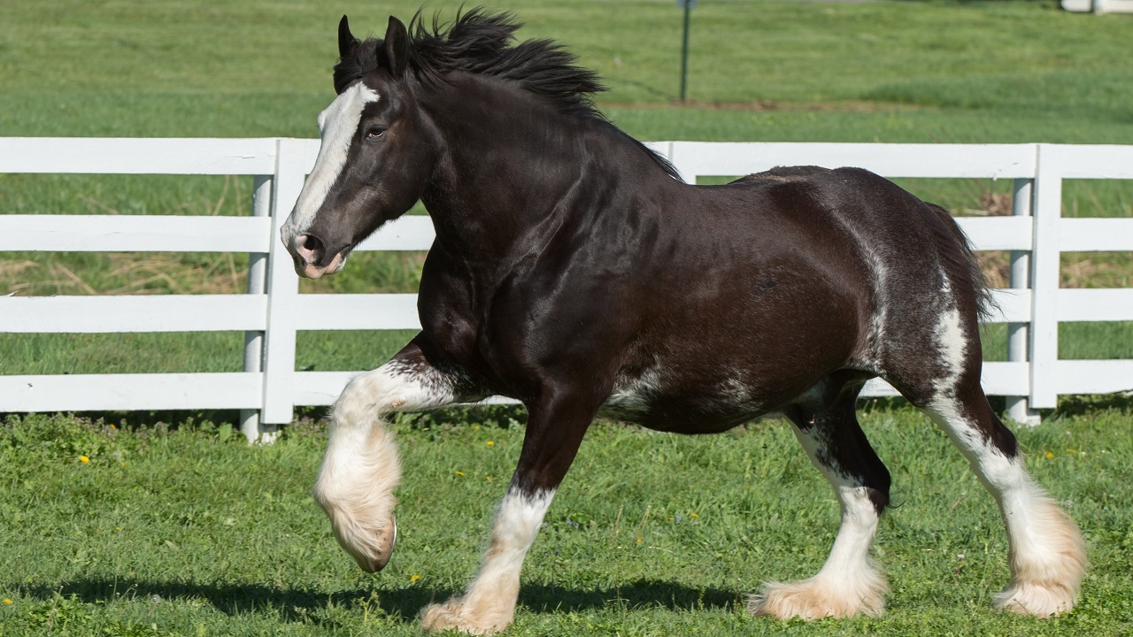 Strong and powerful Shire horse with the name Gus canter through a white fence field
