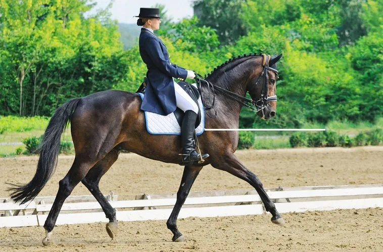 Woman riding a horse in an advanced dressage competition