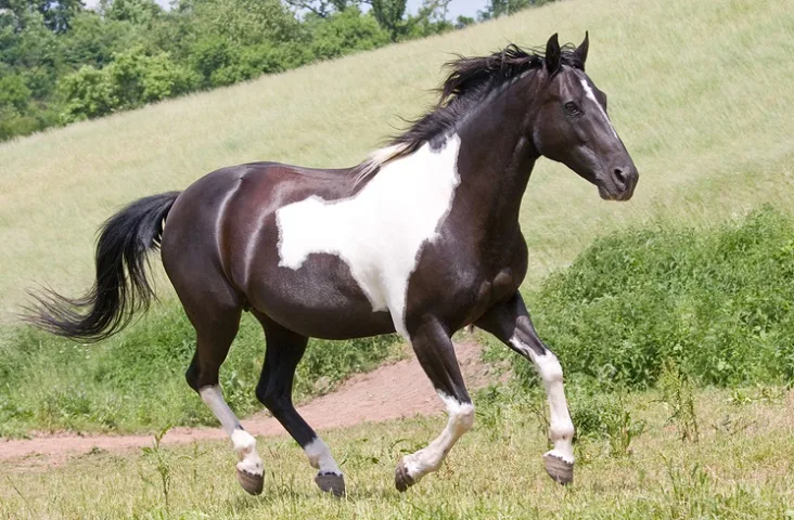 American Paint horse cantering through a field
