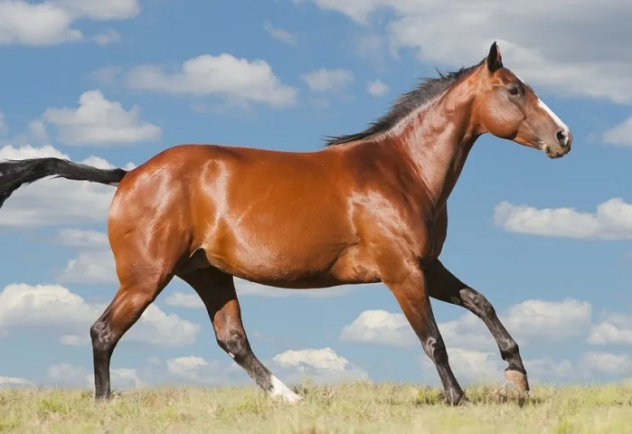 American Quarter Horse cantering through a short grass field with a clear blue sky