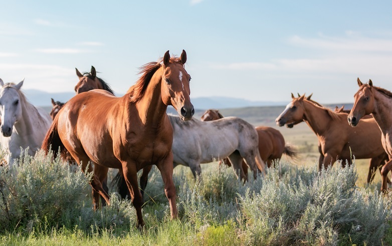 American wild horse herd with a chestnut horse in the foreground running towards the camera