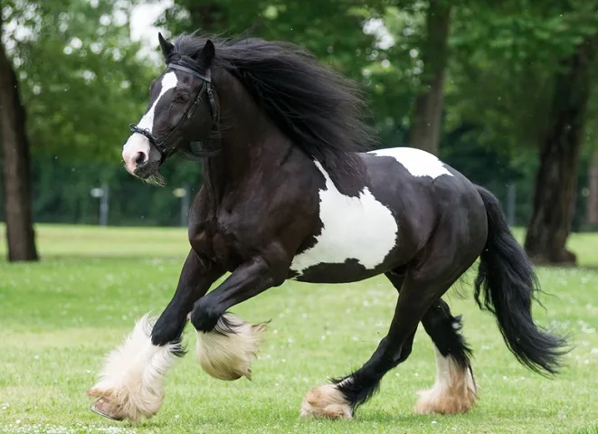 Beautiful black and white Gypsy Vanner horse with a long mane and feathered hooves cantering through a field