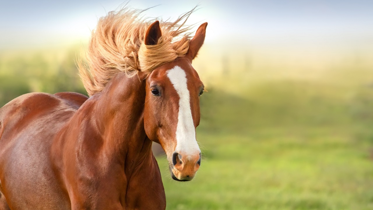9 Common Horse Sounds & Their Meaning (With Audio)