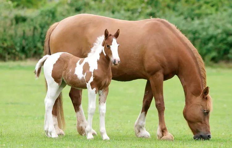 Beautiful skewbald foal staning next it's chestnut colored mum in a short grassy field