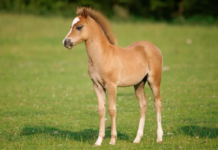 Beautiful small chestnut foal with a short main standing on its own in a short grassy field