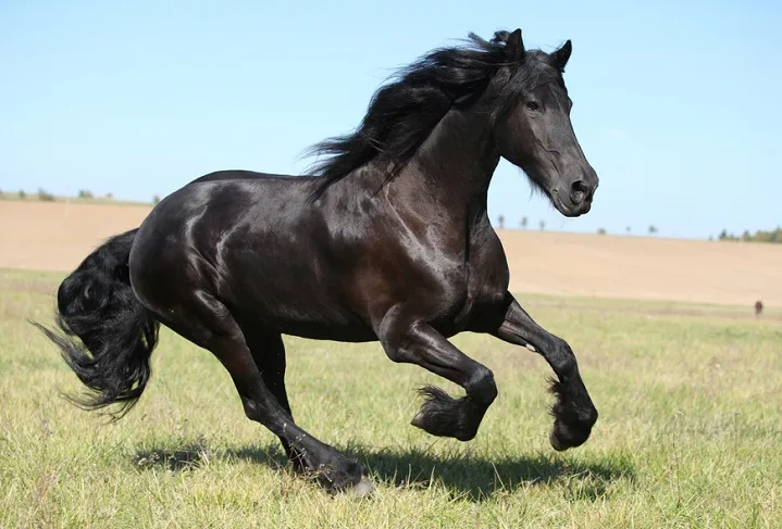 Black Friesian horse cantering through a summer field