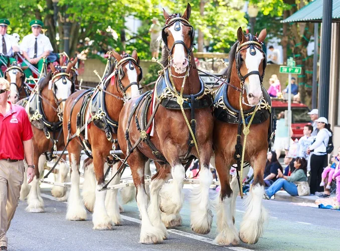 Budweiser Clydesdales in Grand floral parade through Portland downtown in June 2014
