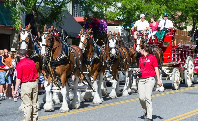 Budweiser Clydesdales parade down Sherman avenue attracting large crowds of people, June 12 2015 in Coeur d' Alene, Idaho