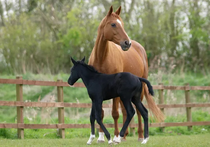 Chestnut mare horse with her black female foal in a horse paddock