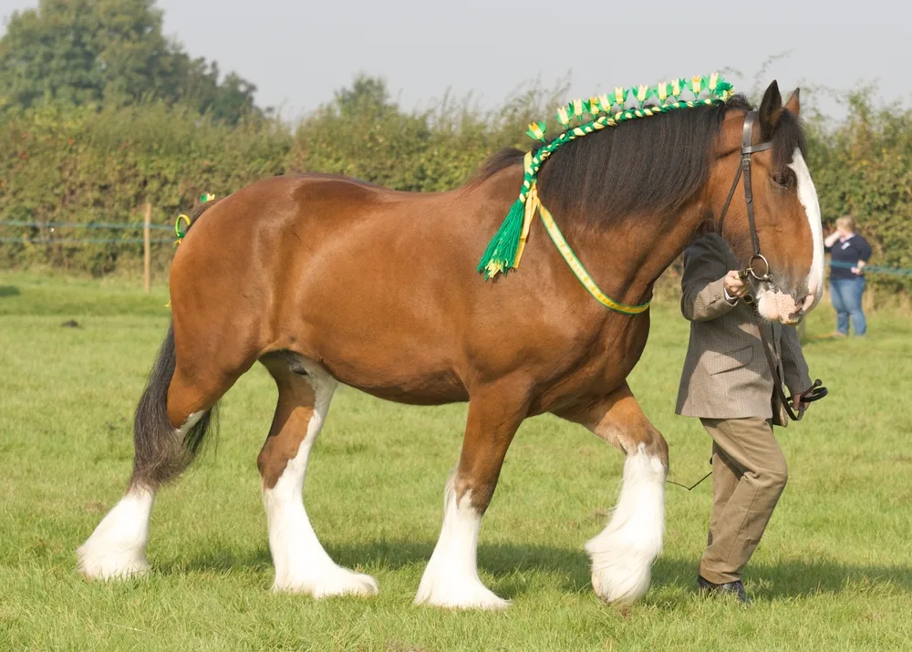 Clydesdale Horse shown in hand at Great Grandsden county show