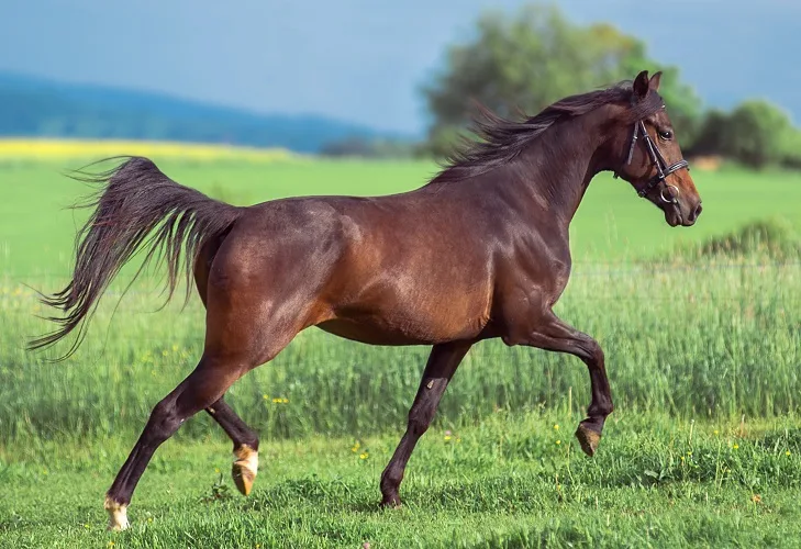 French Trotter horse breed is running on a summer field