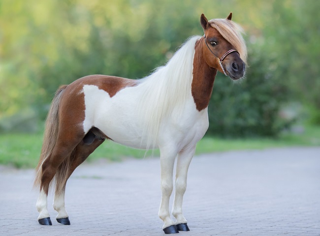 Full body portrait of skewbald American Miniature Horse standing on brick pathed path