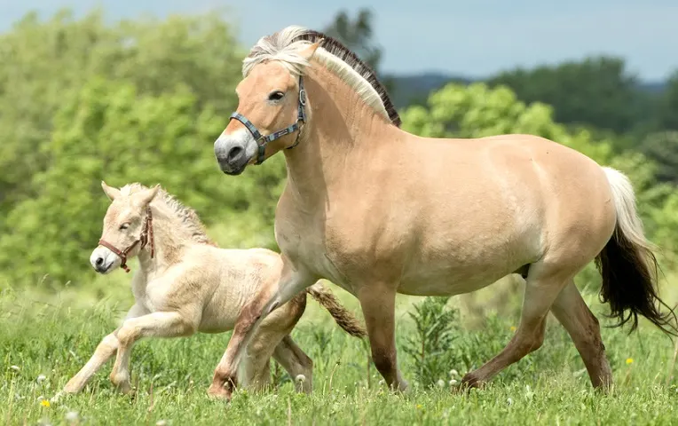 Norwegian Fjord mare with her foal trotting in a long grass field