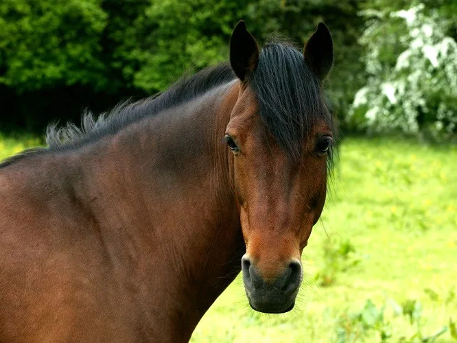 Portrait of Adult an French Saddle Pony