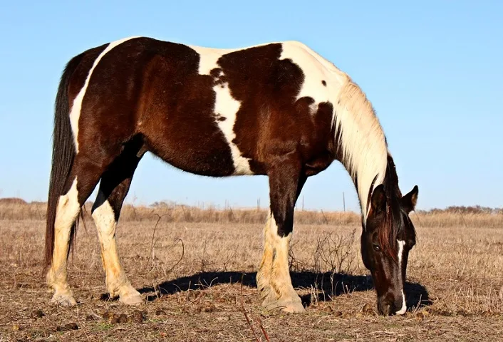 Skewbald Tennessee Walking Horse grazing in a barron field