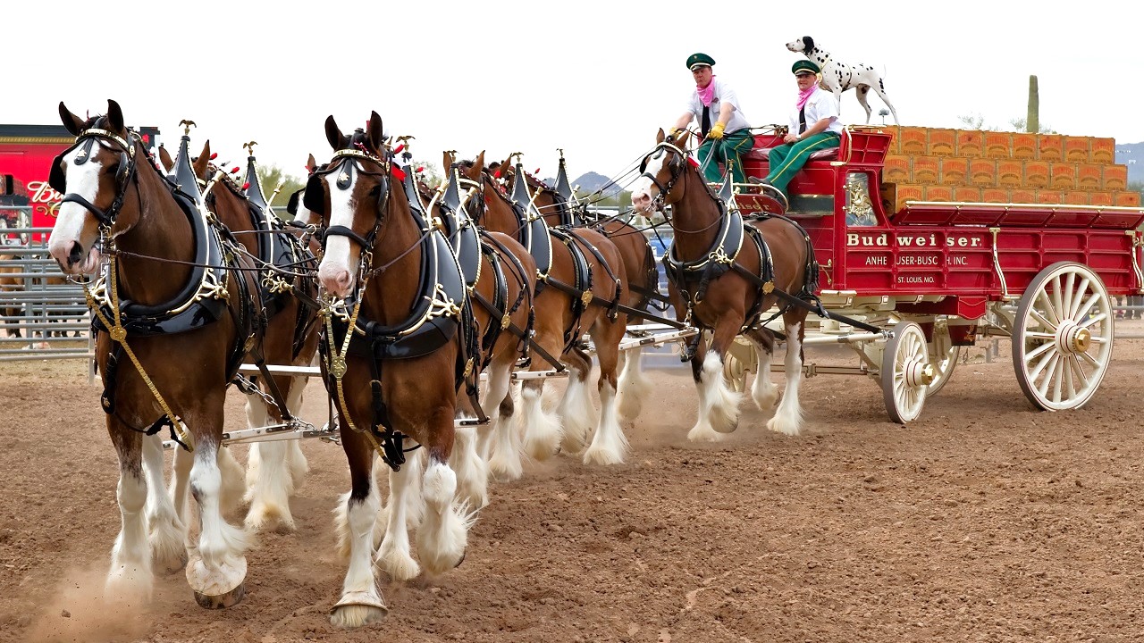 The Budweiser Clydesdale horses perform at the Lost Dutchman Days rodeo on February 26, 2010