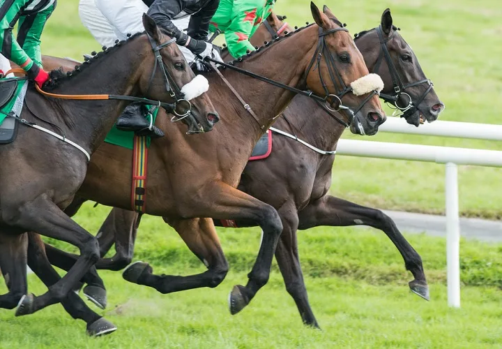 Three jockeys and race horses in competition during a race on grassy surface track