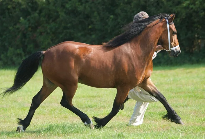 Welsh Cob horse being led during a horse show