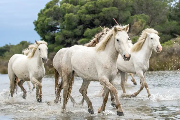 White Camargue Horses trotting through the sea shoreline