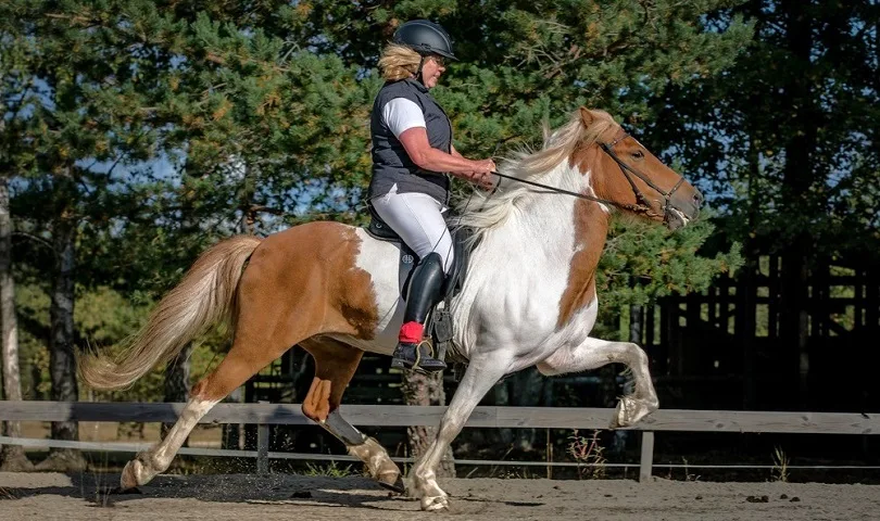 Woman riding a skewbald colored Icelandic horse