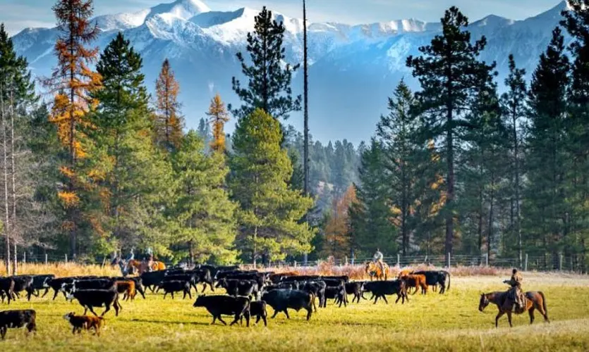 8 Best Working Cattle Ranch Vacations in the US