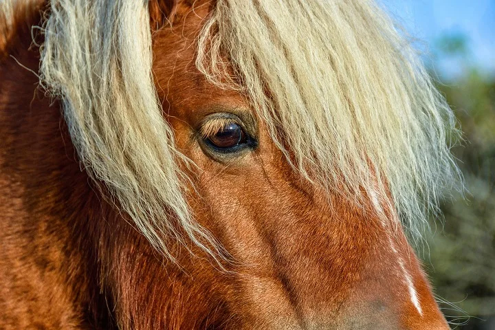 Close up of a horses face with only its eyes and some of its forelock showing