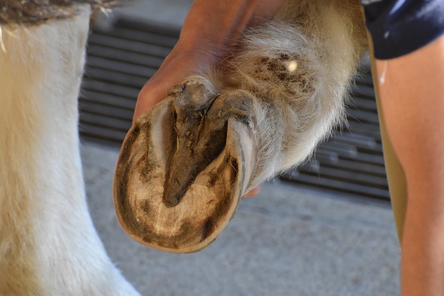 Close up of the underside of a horses hoof