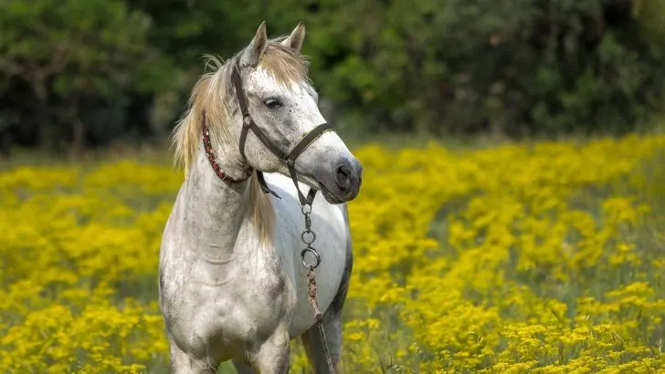 Gray horse staning in a field of yellow weeds