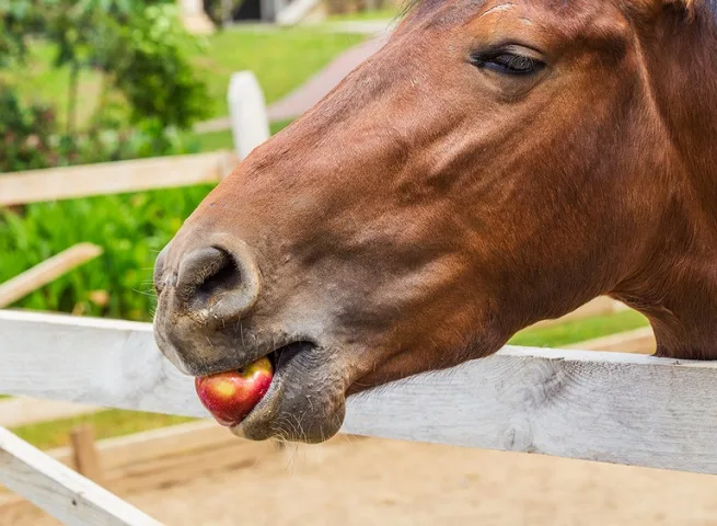 Horse leaning over a fence eating an apple in its mouth