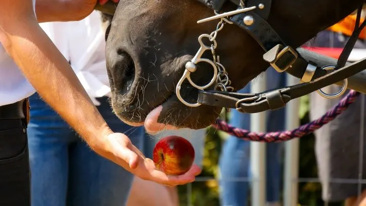 Man feeding an apple by hand to a big draft horse