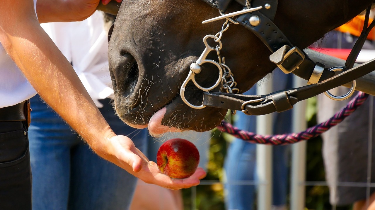 Can Horses Eat Apples? What to Know Before Feeding