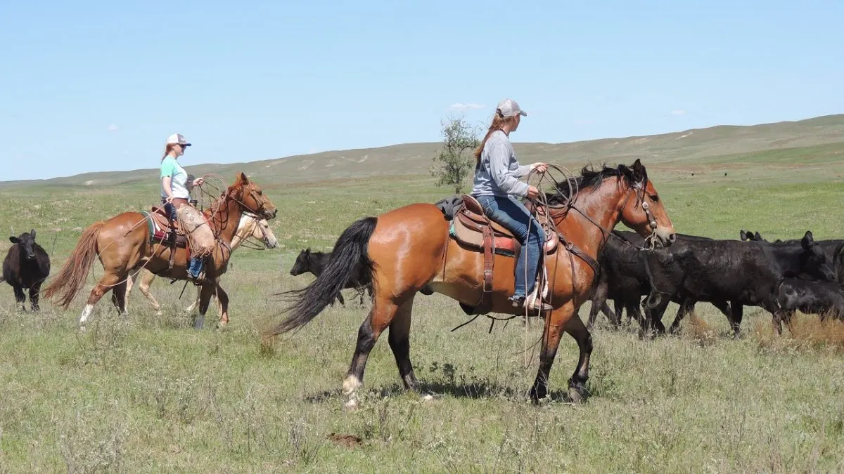 8 Best Working Cattle Ranch Vacations in the US