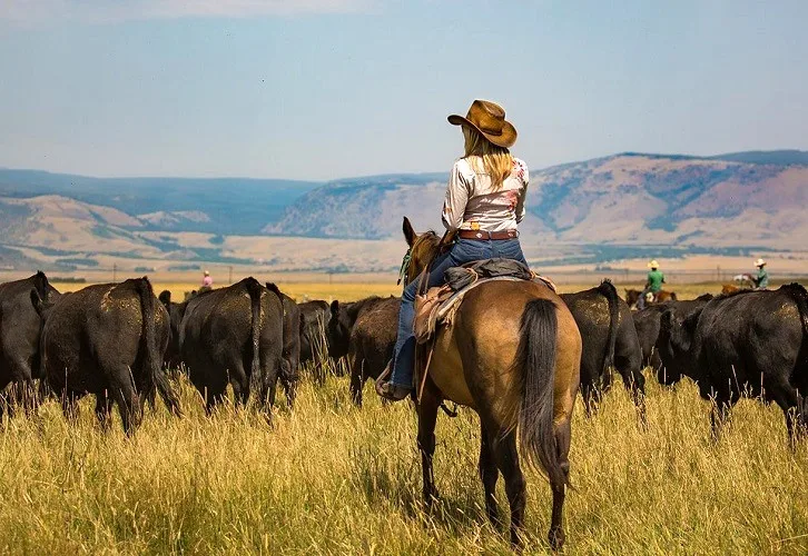 Woman riding a horse and herding cattle at Vee Bar Guest Ranch in Wyoming