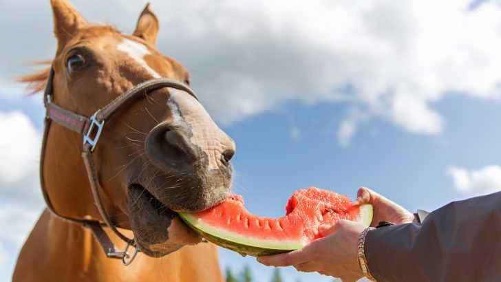 Chestnut colored horse eating a slice of watermelon from a woman's hand