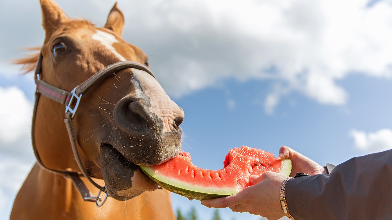 Can Horses Eat Watermelon? Safety, Nutrition & How to Feed Them