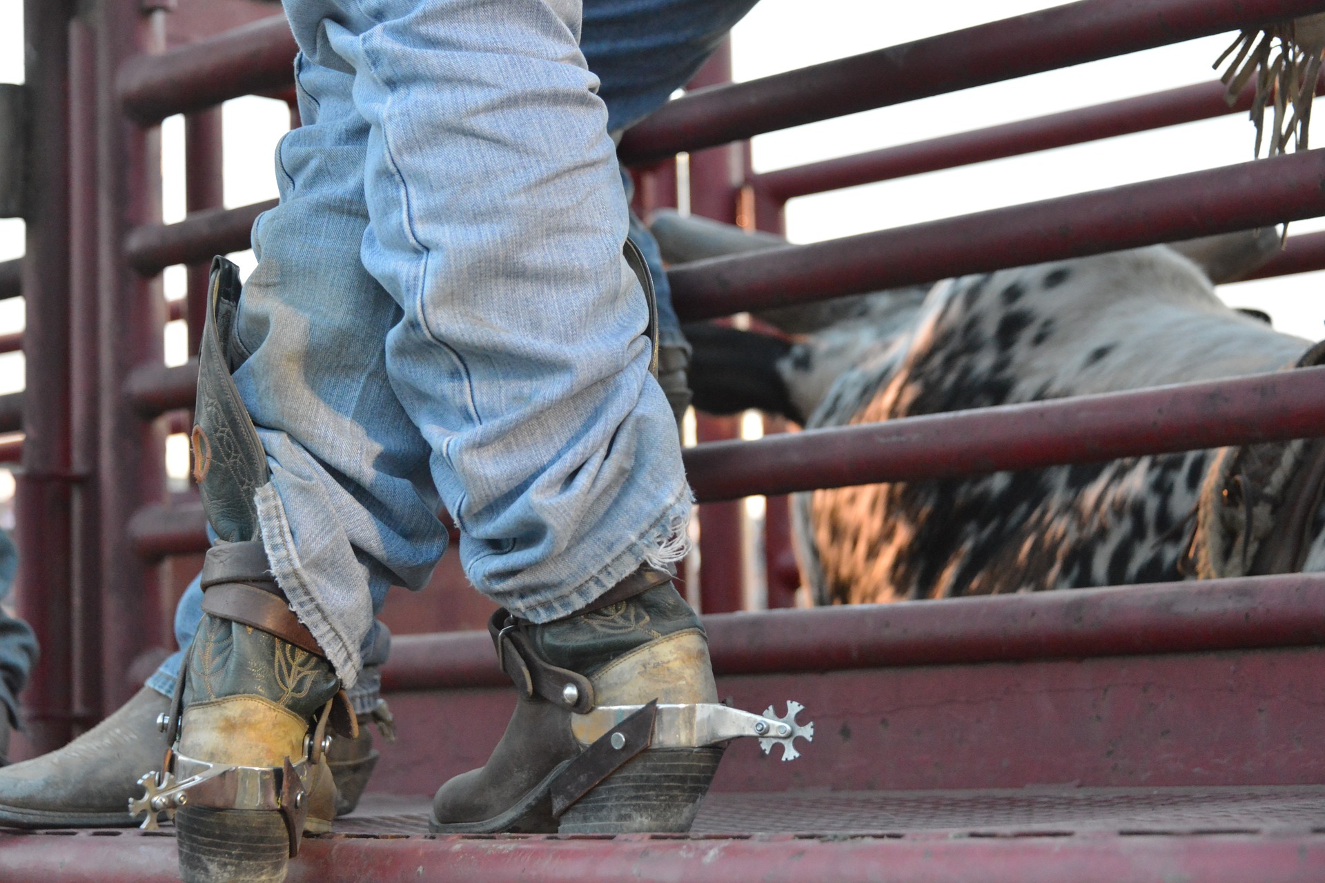 Close up of a cowboy wearing cowboy boots with spurs