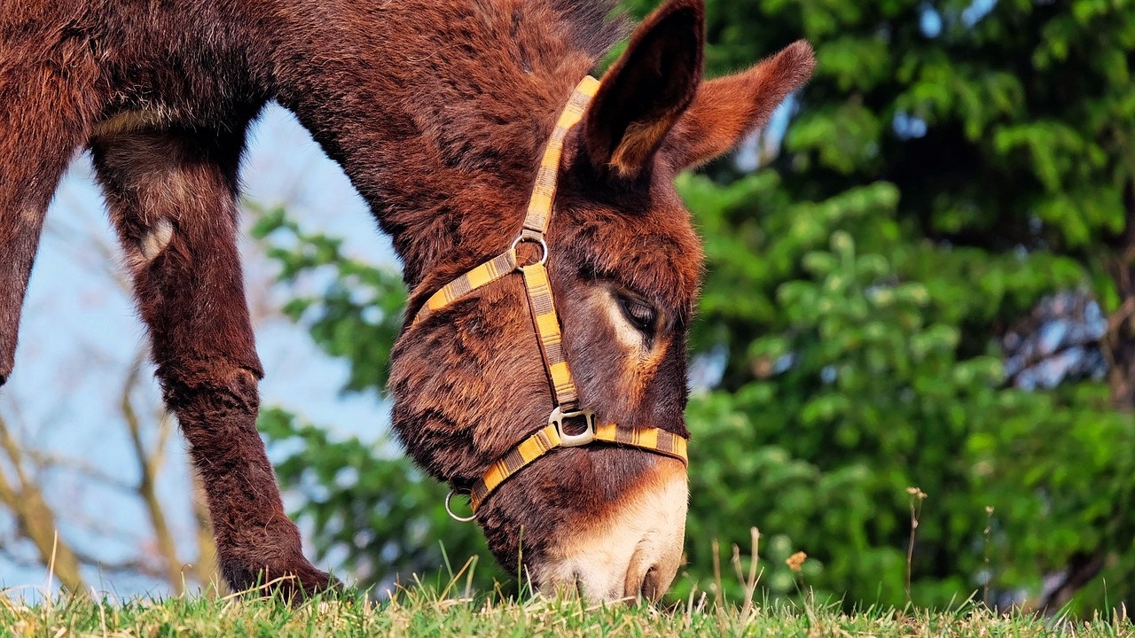 Do Donkeys Make Good Pets? Ultimate Buyers Guide
