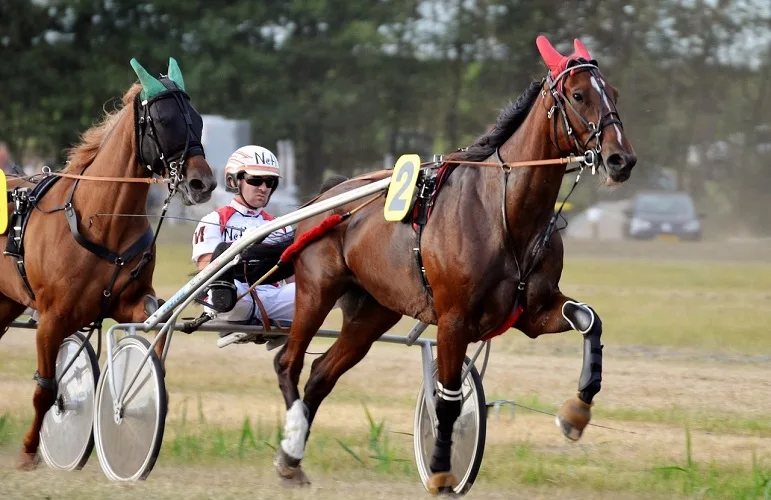 Close up of a jockey on a sulky and horse during a harness horse race