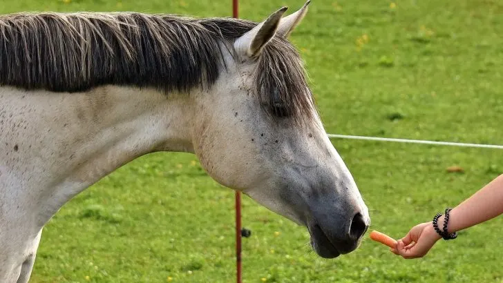 Gray horse being fed a carrot in a field