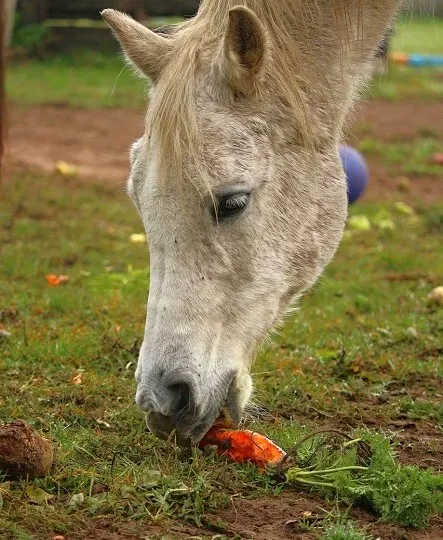 Horse eating a carrot with the green leafy top on it