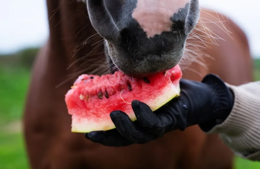 Horse eating a piece of watermelon from a woman's hand