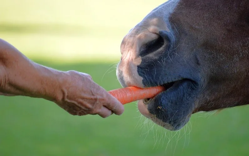 Man feeding a horse a carrot by hand
