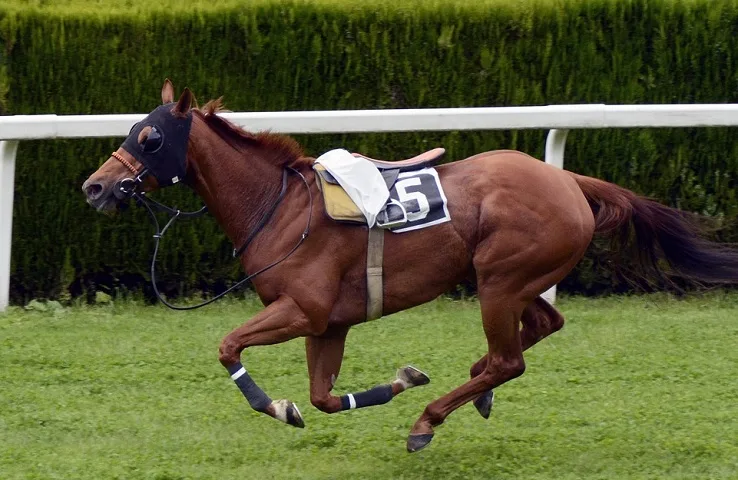 Racehorse galloping on its own on a track with no jockey