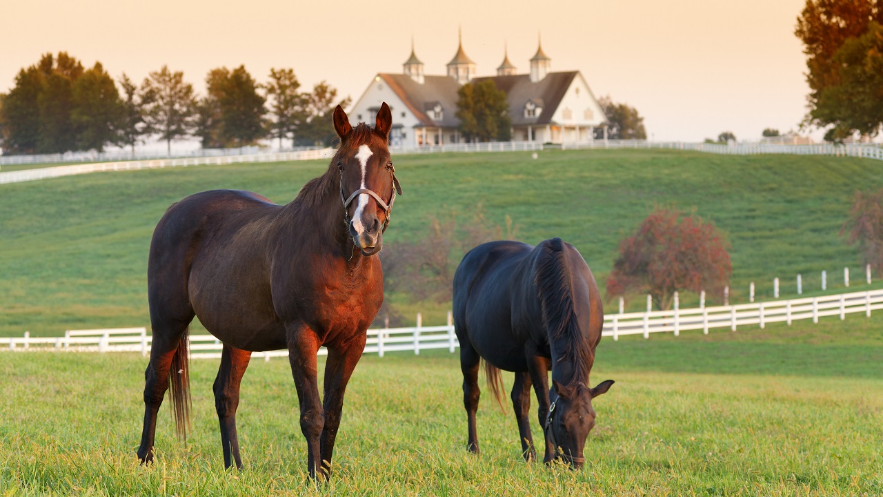 Two horses grazing with the horse farm in the background